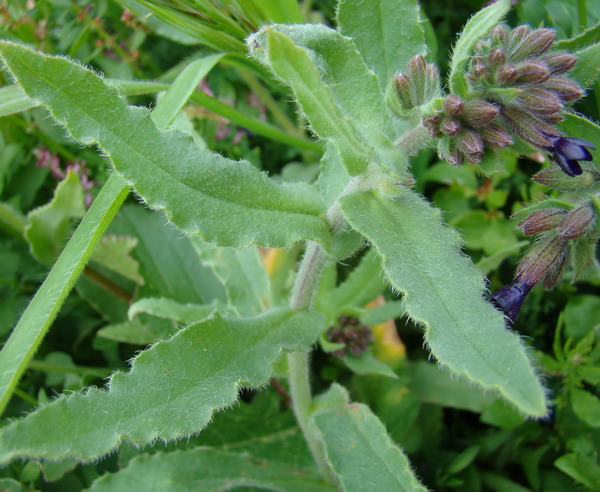 Anchusa officinalis